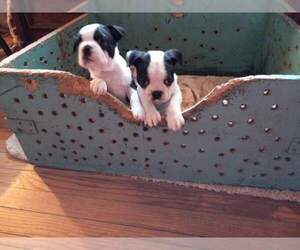 Boston Terrier Puppy for sale in SAINT CLAIR SHORES, MI, USA