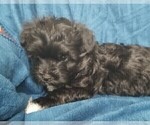 Small Photo #38 Morkie Puppy For Sale in HOLLAND, MI, USA