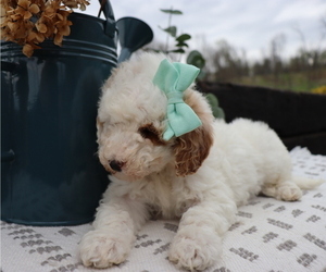 Goldendoodle (Miniature) Puppy for sale in HONEY BROOK, PA, USA