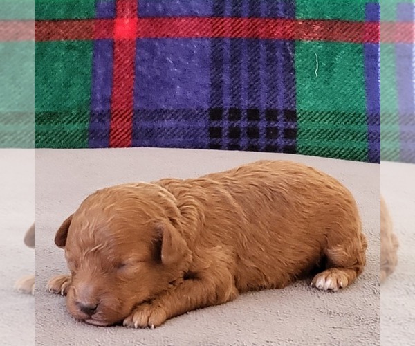 Medium Photo #1 Poodle (Toy) Puppy For Sale in ARTHUR, IL, USA