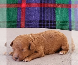 Poodle (Toy) Puppy for sale in ARTHUR, IL, USA