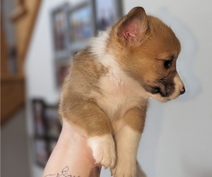 Pembroke Welsh Corgi Puppy for sale in VANCOUVER, WA, USA