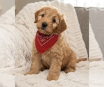 Small #2 Goldendoodle mix (+ Poodle Miniature)