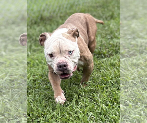 Medium Photo #3 Bulldog-Unknown Mix Puppy For Sale in Virginia Beach, VA, USA