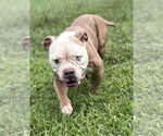 Small #2 Bulldog Mix