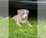Puppy Puppy 5 Daisey American Bully