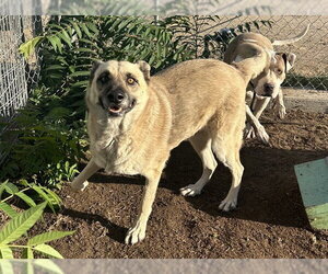 German Shepherd Dog Dogs for adoption in Bakersfield, CA, USA