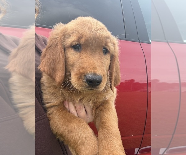Medium Photo #1 Golden Retriever Puppy For Sale in LAKELAND, FL, USA