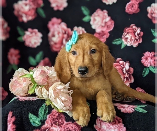 Medium Photo #1 Golden Retriever Puppy For Sale in NOTTINGHAM, PA, USA