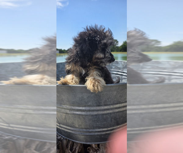 Medium Photo #7 Miniature American Shepherd-Poodle (Toy) Mix Puppy For Sale in JONES, OK, USA