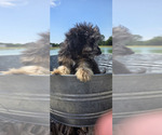 Small #6 Miniature American Shepherd-Poodle (Toy) Mix