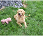 Giana - Female Golden Retriever Puppy for Sale - Photo #5