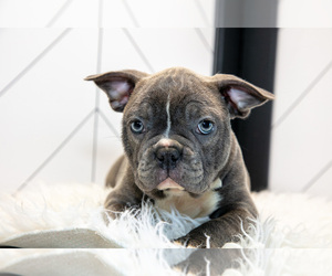 Medium Faux Frenchbo Bulldog