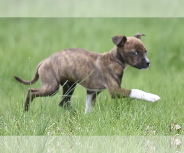 Medium Photo #2 Australian Shepherd-Chihuahua Mix Puppy For Sale in Mechanicsburg, PA, USA