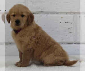 Golden Retriever Puppy for sale in FREDERICKSBURG, OH, USA