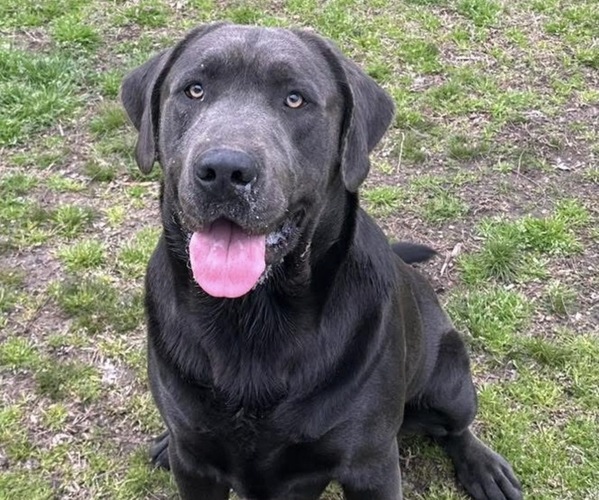 Medium Photo #1 Labrador Retriever Puppy For Sale in ORANGEBURG, SC, USA