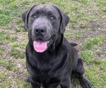 Small Photo #1 Labrador Retriever Puppy For Sale in ORANGEBURG, SC, USA