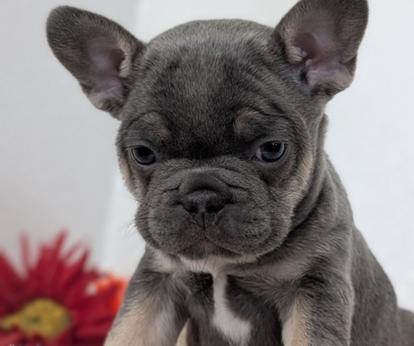 Medium Photo #2 French Bulldog Puppy For Sale in GOSHEN, IN, USA