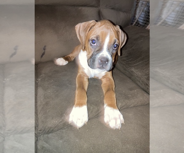 Medium Photo #1 Boxer Puppy For Sale in LONDON, OH, USA