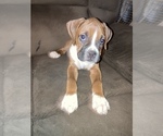 Small Photo #1 Boxer Puppy For Sale in LONDON, OH, USA
