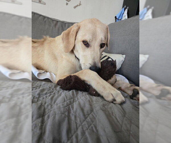 Medium Photo #3 Labrador Retriever-Rhodesian Ridgeback Mix Puppy For Sale in MIDWAY, UT, USA