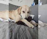 Small #2 Labrador Retriever-Rhodesian Ridgeback Mix