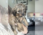 Small #2 Bernedoodle