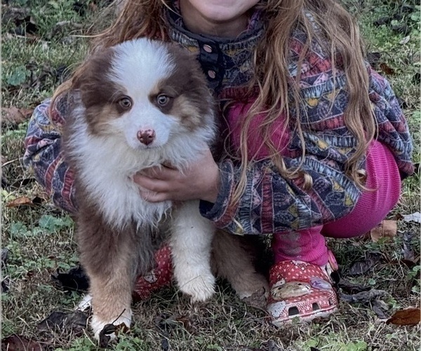 Medium Photo #1 Miniature American Shepherd Puppy For Sale in NOLENSVILLE, TN, USA