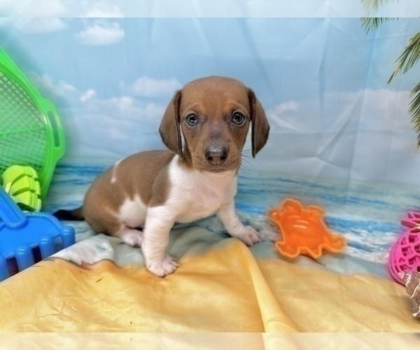 Medium Photo #11 Dachshund Puppy For Sale in CASSVILLE, MO, USA