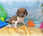 Small #10 Dachshund