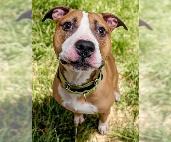 Medium Photo #2 American Pit Bull Terrier Puppy For Sale in Akron, OH, USA