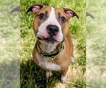 Small #1 American Pit Bull Terrier
