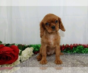 Cavalier King Charles Spaniel Puppy for sale in APPLE CREEK, OH, USA