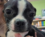 Small Photo #4 Boston Terrier Puppy For Sale in GILMER, TX, USA