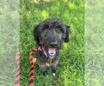 Small #2 Labradoodle