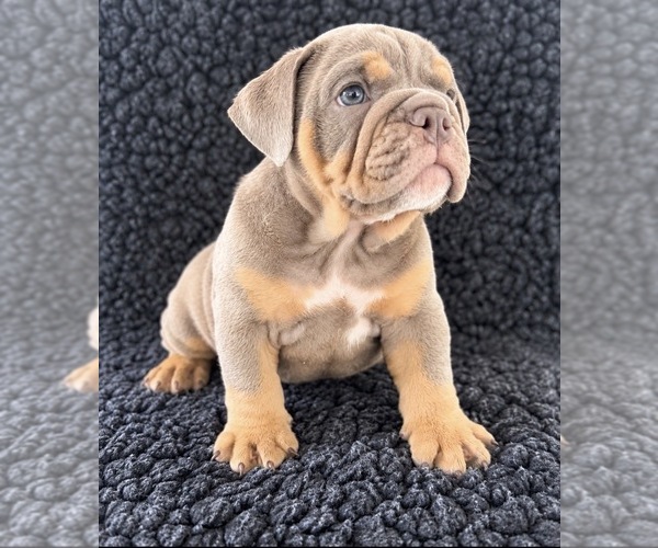 Medium Photo #1 Bulldog Puppy For Sale in MURRIETA, CA, USA