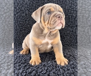 Bulldog Puppy for sale in MURRIETA, CA, USA