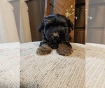 Small Photo #7 YorkiePoo Puppy For Sale in MCMINNVILLE, TN, USA
