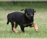 Small #1 Borador