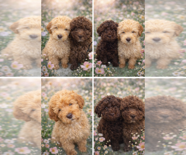 Medium Photo #2 Goldendoodle Puppy For Sale in HESPERIA, CA, USA