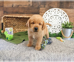 Small #1 Labrador Retriever
