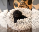 Small #1 Cavapoo (Miniature)