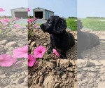 Small #1 Doxle-Poodle (Toy) Mix