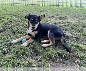 German Shepherd Dog-Siberian Husky Mix Dogs for adoption in Springdale, PA, USA
