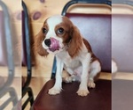 Small #2 Cavalier King Charles Spaniel