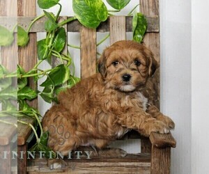 Poovanese Puppy for sale in LEOLA, PA, USA