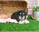 Small #3 Schnauzer (Miniature)