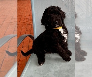 Medium Bernedoodle