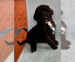 Puppy Puppy 1 Bernedoodle
