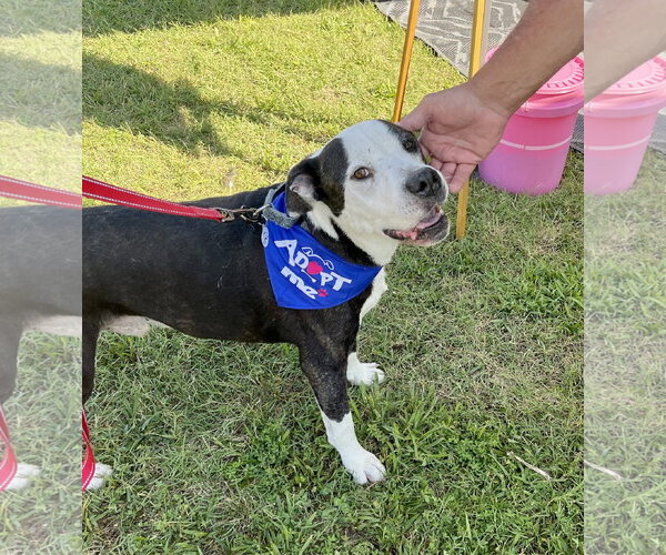 Medium Photo #18 Mutt Puppy For Sale in Mount Laurel, NJ, USA